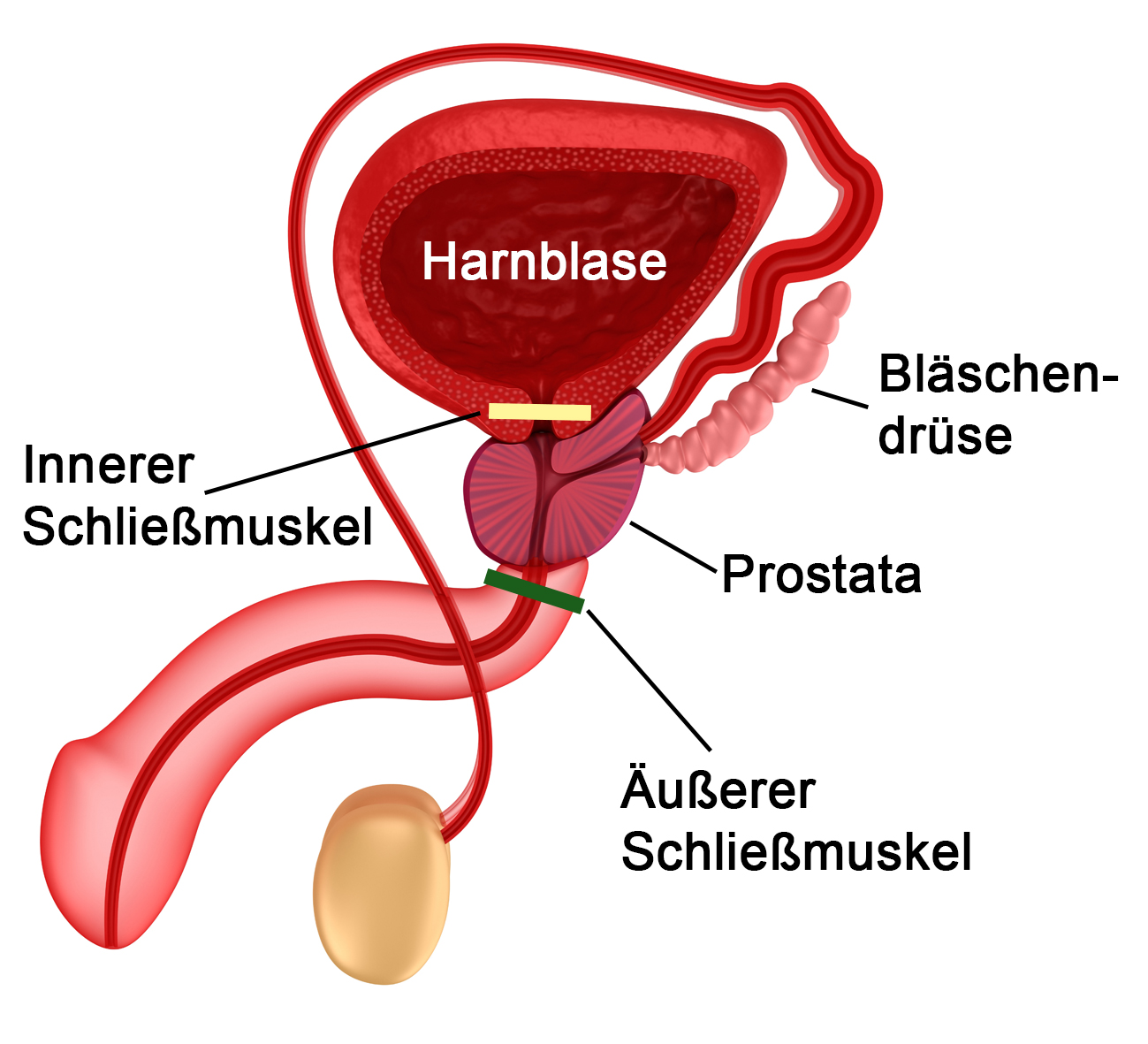 grafik prostata
