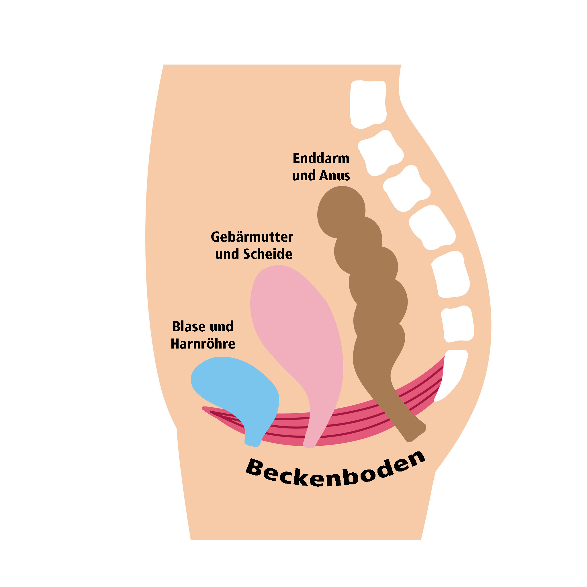 Beckenboden 123rf mod