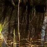 Moorteich mit Binsen und Sumpfgras
