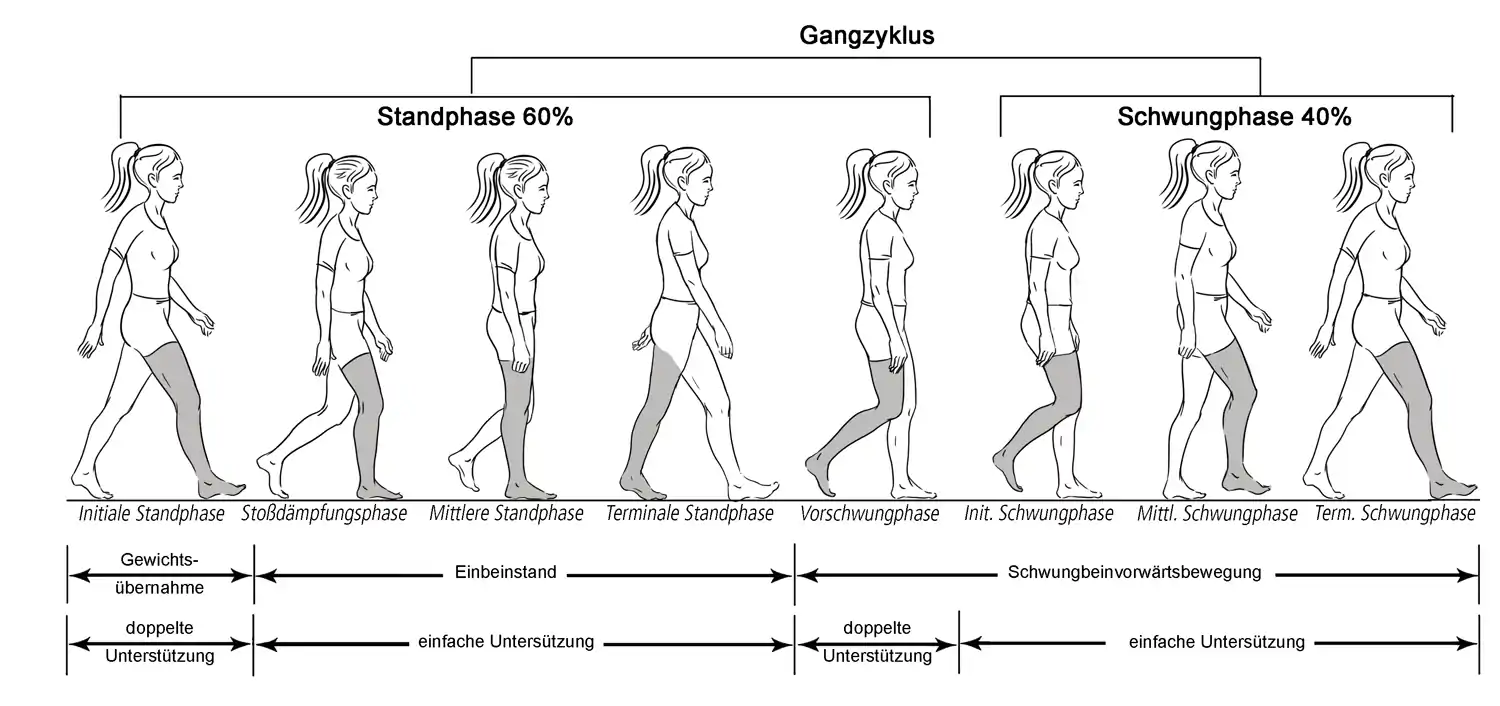 Beschreibung der einzelnen Gangphasen