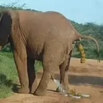 Elefant beim Abkoten